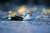 Image. King Eider