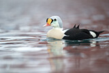Image. King Eider