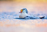 Image. King Eider