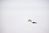 Image. King Eider