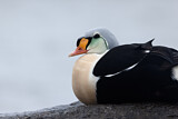 Image. King Eider
