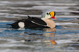 Image. King Eider