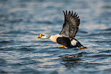 Image. King Eider