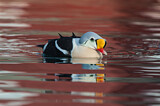 Image. King Eider