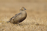 Image. King Eider