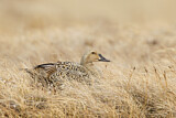 Image. King Eider