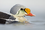 Image. King Eider