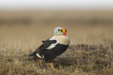 Image. King Eider