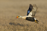 Image. King Eider