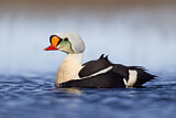 Image. King Eider