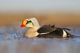 Image. King Eider