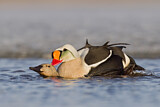 Image. King Eider