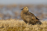 Image. King Eider