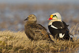 Image. King Eider