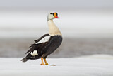 Image. King Eider
