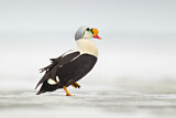Image. King Eider