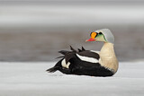 Image. King Eider