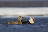 Image. King Eider