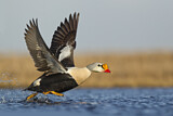 Image. King Eider