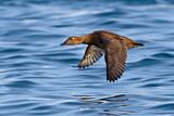 Image. King Eider