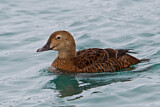 Image. King Eider