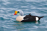 Image. King Eider