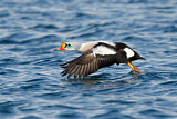 Image. King Eider