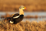 Image. King Eider
