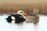 Image. King Eider