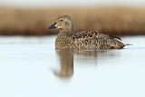 Image. King Eider