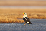 Image. King Eider