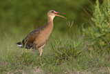 Image. King Rail