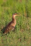 Image. King Rail