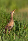 Image. King Rail