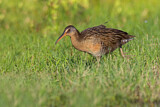 Image. King Rail