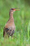 Image. King Rail