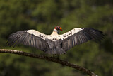 Image. King Vulture