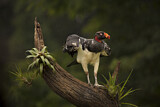 Image. King Vulture