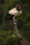 Image. King Vulture
