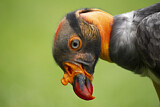 Image. King Vulture