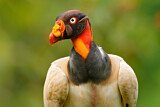 Image. King Vulture