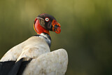 Image. King Vulture