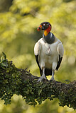 Image. King Vulture