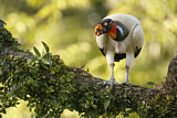 Image. King Vulture