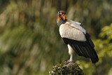 Image. King Vulture
