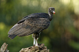 Image. King Vulture