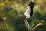 Image. King Vulture