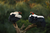 Image. King Vulture