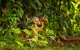 Image. King Vulture