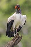 Image. King Vulture
